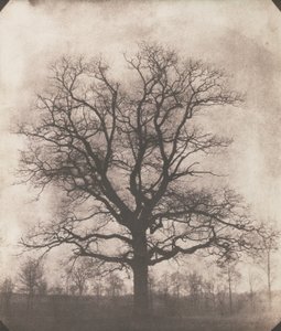 Eine Eiche im Winter, c.1892-93 von William Henry Fox Talbot