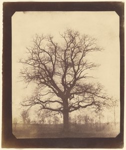 Eiche im Winter von William Henry Fox Talbot
