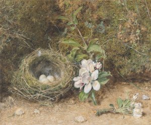 Vogelnest mit Apfelblütenzweigen, ca. 1845-50 (Körperfarbe und Aquarell mit Kreide und Gummi auf Papier)