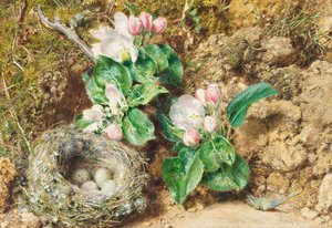 Vogelnest und Apfelblüte von William Henry Hunt