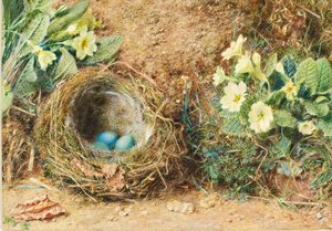 Vogelnest mit drei blauen Eiern und Primeln