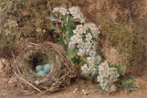Maiblüte und ein Heckenbraunellenest