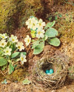 Primeln und Vogelnest mit drei blauen Eiern von William Henry Hunt