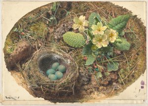 Vogelnest von William Henry Hunt