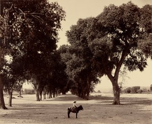 Calle de Guadeloupe, Chihuahua, Mexiko von William Henry Jackson