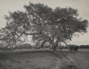 Eichenhain in der Nähe von Pasadena, Kalifornien