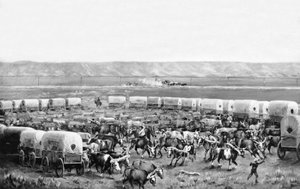 Ochsen werden in einem Corral von Planwagen von W. H. Jackson, Scotts Bluff, Nebraska, angespannt von William Henry Jackson