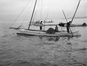 Austernfischen, ca. 1890-1910