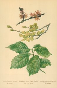 Blumen, Früchte und Blätter der Ulme von William Henry James Boot