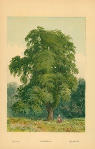 Hainbuche von William Henry James Boot