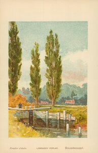Lombardische Pappel von William Henry James Boot