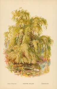 Trauerweide von William Henry James Boot