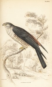 Afrikanischer Kuckuckshabicht oder Kuckucksfalke, Aviceda cuculoides