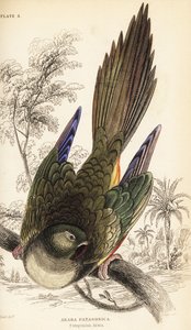 Erdpapagei oder Patagonien-Sittich, Cyanoliseus patagonus von William Home Lizars
