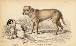 Trägerhund der Indianer oder der Techichi von Mexiko, Vorfahre des Chihuahua, Canis lupus familiaris, und ein junger Alco-Hund, Yzi-cuinte potzotli in Mexiko, Canis lupus familiaris