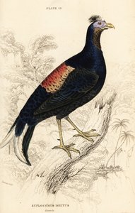 Haubenfeuerback, Lophura ignita, männlich (Der Macartney-Hahn, Euplocomus ignitus) von William Home Lizars