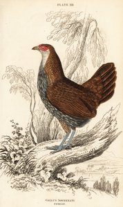 Weiblicher Grauer Dschungelhahn oder Sonnerats Dschungelhahn, Gallus sonneratii (Gallus sonnerati) von William Home Lizars