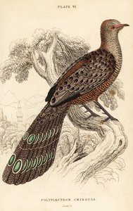 Grauer Pfaufasan oder Burmesischer Pfaufasan, Polyplectron bicalcaratum von William Home Lizars