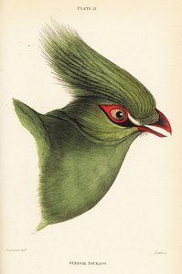 Kopf des Guinea-Turakos, Tauraco persa buffoni von William Home Lizars