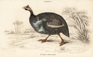 Helmperlhuhn, Numida meleagris
