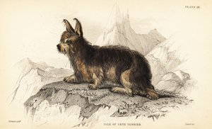 Isle of Skye Terrier, Canis lupus familiaris
