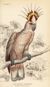 Major Mitchells Kakadu, Lophochroa leadbeateri