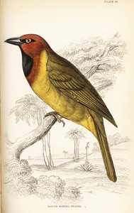 Olivennackiger Weber oder Rundflügelweber, Ploceus brachypterus