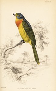 Schwefelbrust-Buschsänger oder Orangebrust-Buschsänger, Chlorophoneus sulfureopectus