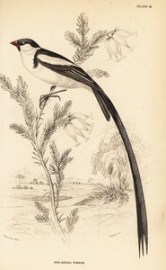 Schwanzspitzwitwe, Vidua macroura (Rotbillschwanzwitwe, Vidua erythrorhynchus)