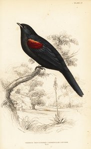Rotflügel-Kuckucksshrike, Männchen, Campephaga phoenicea