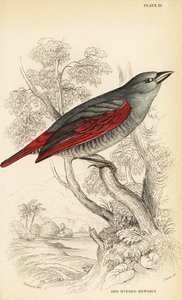 Rotflügel-Pytilie, Pytilia phoenicoptera (Rotflügel-Bengali, Pytilia phaenicoptera)
