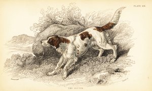 Setter, Canis lupus familiaris (Canis index) von William Home Lizars