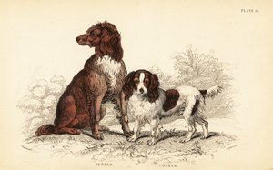 Setter und Cocker Spaniel, Canis lupus familiaris von William Home Lizars