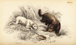Glattbeschichteter Terrier und Schottischer oder Drahthaarterrier, Canis lupus familiaris von William Home Lizars