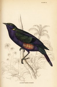 Prachtglanzstar (Senegal), Lamprotornis splendidus chrysonotis (Goldohrglanzstar, Lamprotornis chrysonotis)