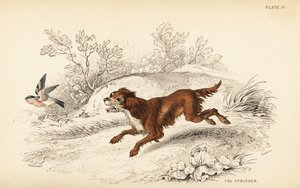 Springer Spaniel, Canis lupus familiaris von William Home Lizars