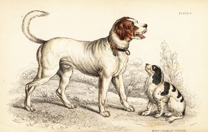 Der Alpen- oder Große Bernhardinerhund, Canis lupus familiaris, und King Charles Spaniel, Canis lupus familiaris