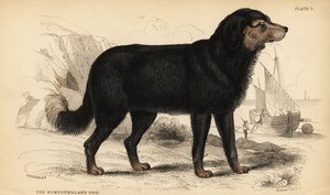 Neufundländer, Canis lupus familiaris von William Home Lizars