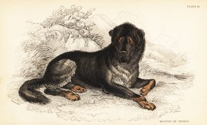 Tibetischer Mastiff, Canis lupus familiaris von William Home Lizars