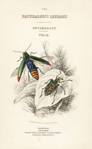 Titelseite mit Vignette des Juwelenkäfers, Chrysochroa fulminans, und des Patchflügel-Diamantkäfers, Curculio splendens von William Home Lizars
