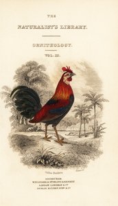 Titelseite mit Vignette des Bankivahuhns (Javan), Gallus gallus bankiva von William Home Lizars