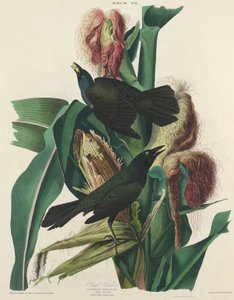 Purpurgrackel von William Home Lizars after John James Audubon