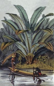 Palme