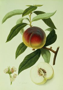 Der Galande-Pfirsich