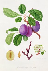 Wilmots frühe Veilchenpflaume von William Hooker