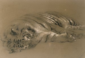 Ein schlafender Tiger, 1876 von William Huggins