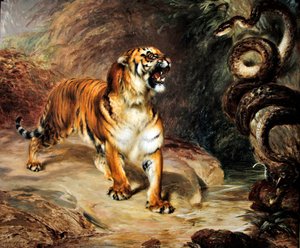 Tiger und Python
