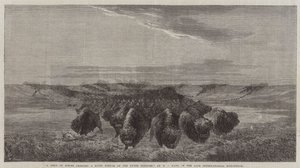 Eine Herde Bisons überquert einen Flussboden am oberen Missouri, in der letzten Internationalen Ausstellung von William Jacob, Sr. Hays