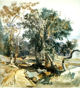 Ein Waldweg