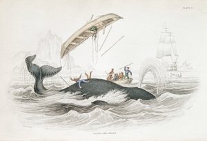 Harponieren eines Grönlandwals, der eines der angreifenden Boote umgeworfen hat. Aus William Jardine The Naturalist